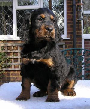 Dog Puppy available - 8 wks old