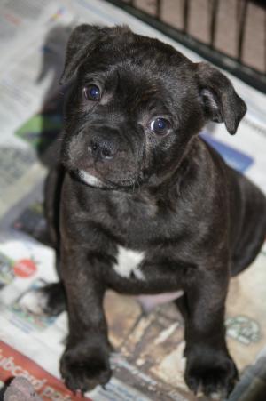 Available dog puppy 