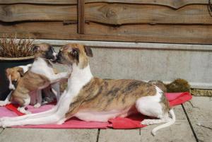 Magic at 6 weeks with Sparkle her Mum 