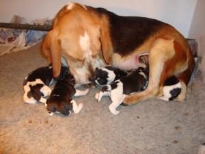 MUM AND PUPPIES 