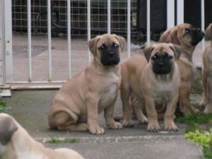 PUPPY