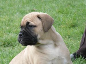 PUPPY