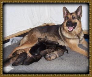 AMBER AND PUPS