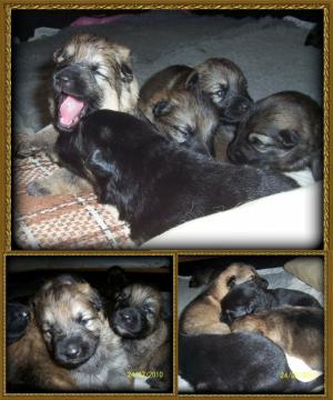 PUPS 