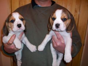 pups