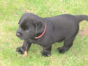 'Tango' aged 5 weeks - still available - gorgeous!