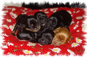 Puppies at 1 week old