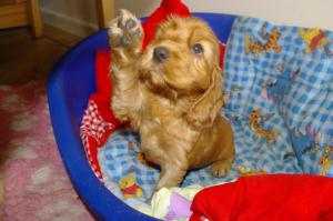 Puppies at 7 weeks