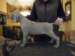 Dog puppy 7.5 weeks old