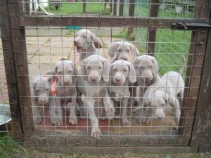 Previous litter of puppies