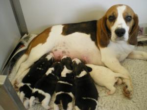 Tattie with her puppies at 5 days old
