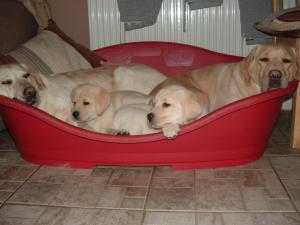 puppys with mam and Holly