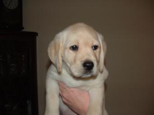 Our boy puppy