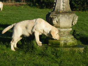 beautiful yellow puppies with fantastic temperamen