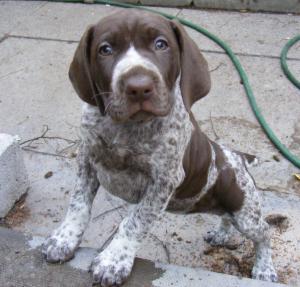 liver and white [big girl ] 4 and half weeks