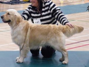 Billy (dad) Being shown by his owner
