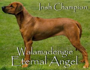 Irish Ch Walamadengie Eternal Angel