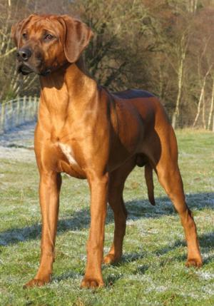 Junior Ch Walamadengie Monte-Carlo