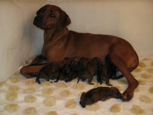 Litter (Day one)