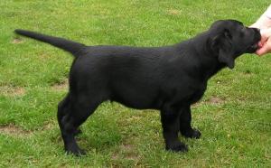 Pup aged 11 weeks