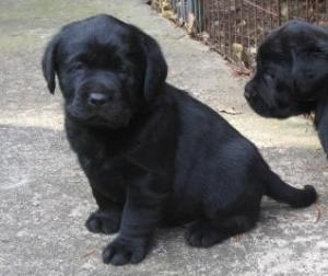 Ebbie/Dempsey pup