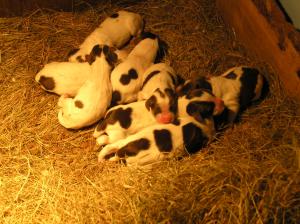 Puppies day old