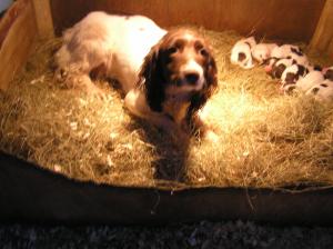 Maisey with her new born puppies