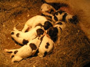 Maisey's pups at 10 days old