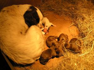 Poppy with her new born puppies