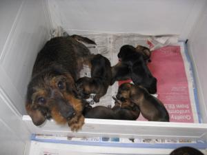 Pedigree KC Registered Miniature Wire Haired Dachshund Puppies in Kings ...