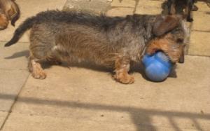 Toby the father playing with his ball
