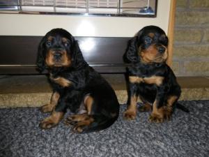 5 weeks old