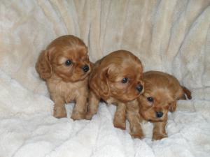 the boys at 5 weeks old