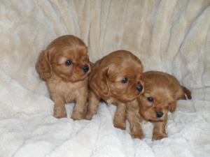 glenbrows puppies for sale