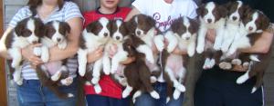 litter at 6 weeks