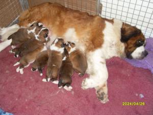 Precious and pups two weeks old