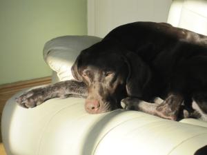 Dam:   Ladyhawke Andromeda - Millie