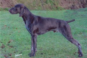 Sire:  Sh Ch Keigame Modelman - Eddie