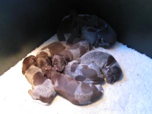 Puppies at 3 weeks of age