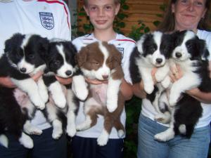 pups at 7 weeks