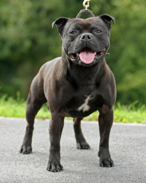 MAXSTA CAYMENKING AT CAYMENSTAFFS J.W. (LOKI)