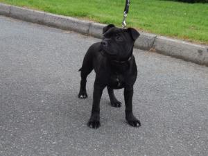 caymenstaffs oopsy daisy @ 14 wks 