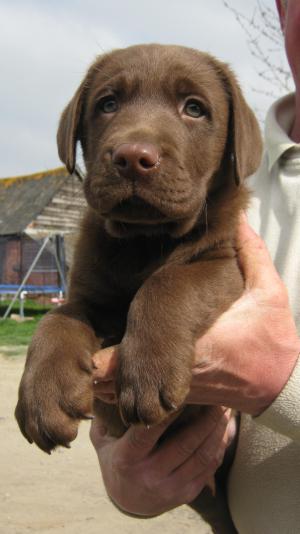 Swanness Admiral Rodney