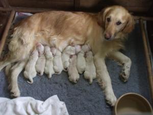 A contented mother of 8 beautiful puppies