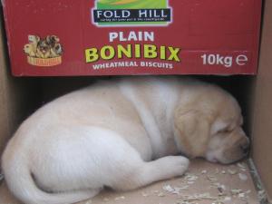 6 WEEKS OLD