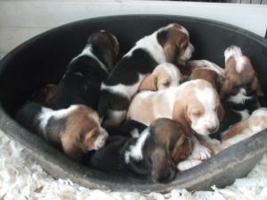 Puppies 4 weeks old