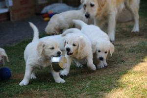 Pups playtime