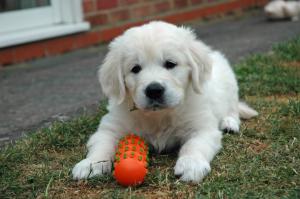 Khita pup