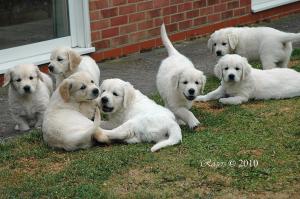 Khita pups