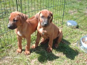 A couple of the Pups at 6 weeks old